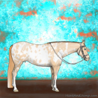 Horse Color:White Spotted Buckskin Pearl Appaloosa 