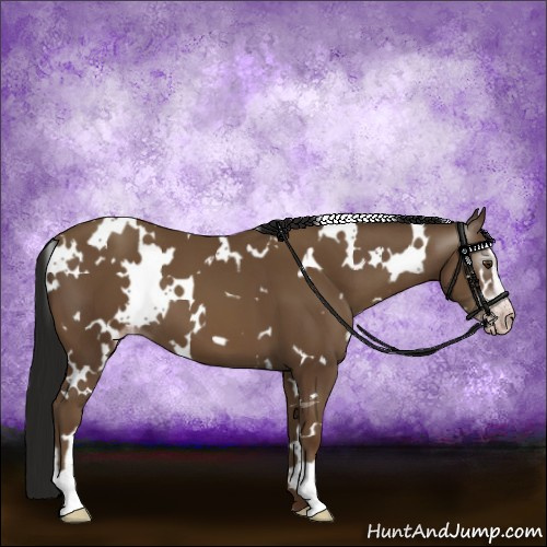 Horse Color:Gray White Spotted Classic Champagne Sabino 