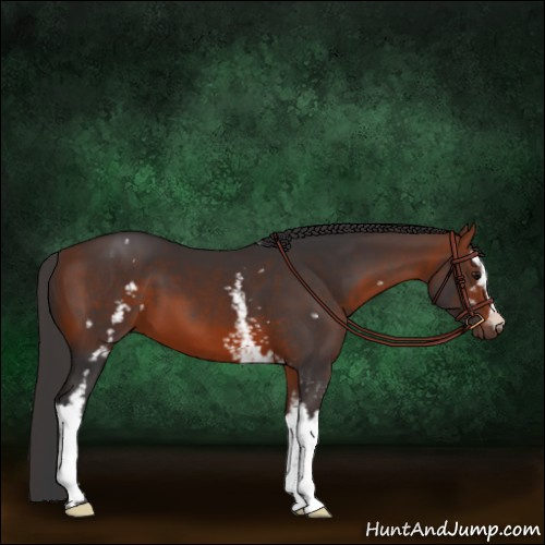 Horse Color:White Spotted Bay