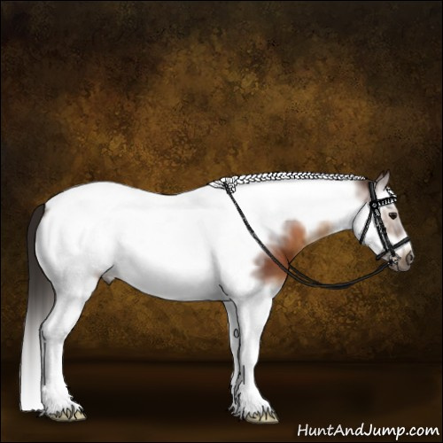 Horse Color:Gray Bay Splash Tobiano Frame Appaloosa 