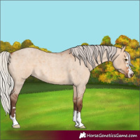 Horse Color:Silver Bay Roan Dun 