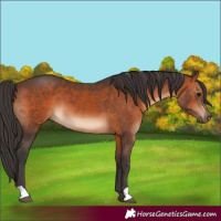 Horse Color:Brown 