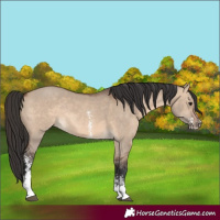 Horse Color:Brown Dun Sabino Rabicano 