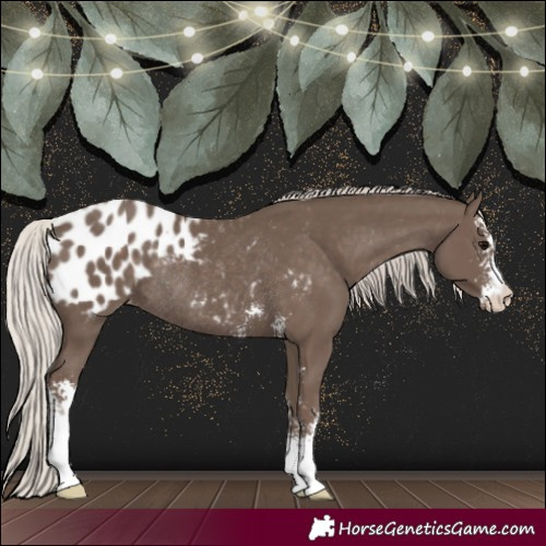 Horse Color:Silver Black Sabino Appaloosa Rabicano 