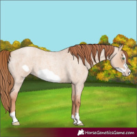 Horse Color:Gold Champagne Roan Dun Frame 