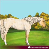 Horse Color:Palomino Roan 