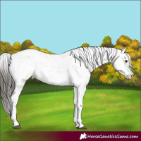 Horse Color:Bay Dun Sabino Rabicano