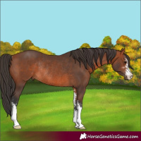 Horse Color:Bay Sabino Rabicano 