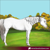 Horse Color:Buckskin Dun Sabino