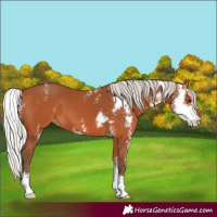 Horse Color:Silver Bay Sabino 