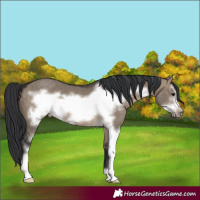 Horse Color:Brown Dun Sabino Frame 