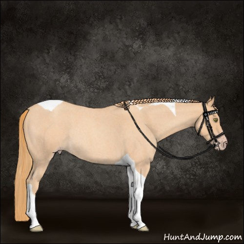 Horse Color:Gold Champagne Roan Tobiano Rabicano 