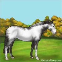 Horse Color:Smoky Black Frame Rabicano