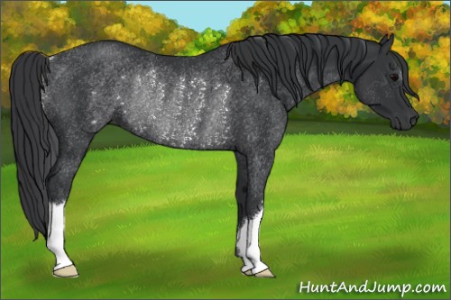 Horse Color:Black Rabicano 