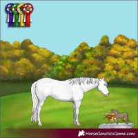 Horse Color:Chocolate Palomino Pearl Sabino Rabicano