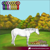 Horse Color:Chocolate Palomino Pearl Sabino Rabicano