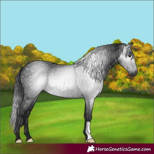 Horse Color:Gray Smoky Black Rabicano 
