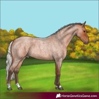 Horse Color:Silver Bay Roan