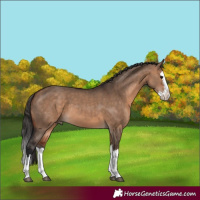 Horse Color:Bay Dun Splash 