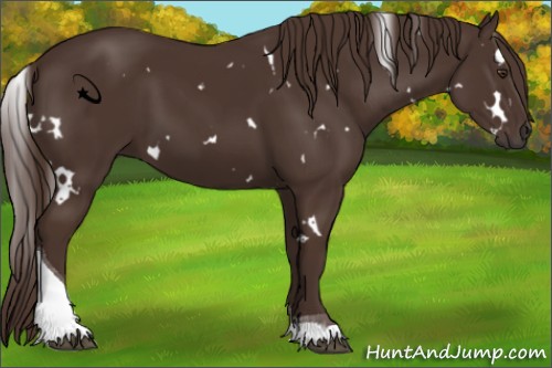 Horse Color:White Spotted Liver Chestnut Tobiano