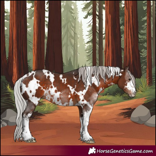 Horse Color:White Spotted Silver Brown Sabino