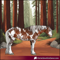 Horse Color:White Spotted Silver Brown Sabino 