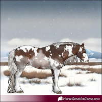 Horse Color:White Spotted Silver Brown Sabino 