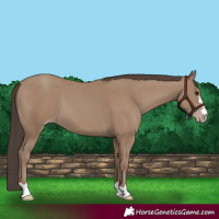 Horse Color:Classic Champagne 