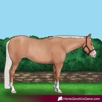 Horse Color:Silver Sable Champagne Rabicano