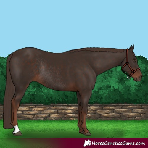 Horse Color:Liver Chestnut Rabicano 
