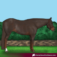 Horse Color:Liver Chestnut Rabicano