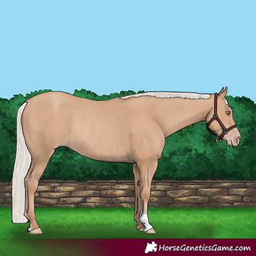 Horse Color:Silver Classic Champagne Rabicano 