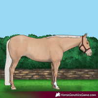 Horse Color:Silver Classic Champagne Rabicano