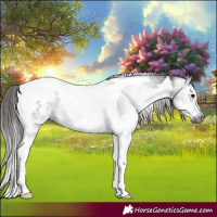 Horse Color:Gray Black Splash Tobiano Appaloosa
