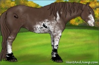 Horse Color:Liver Chestnut Sabino 