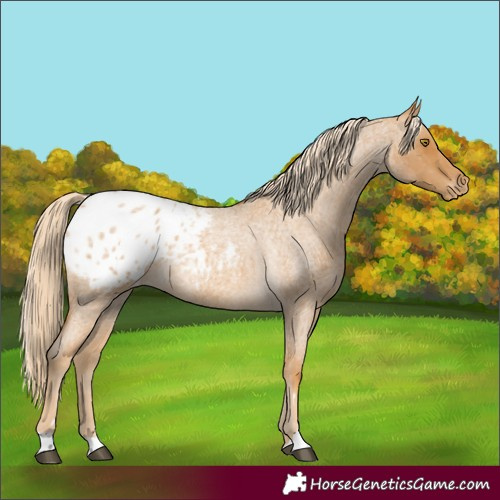 Horse Color:Palomino Roan Appaloosa 