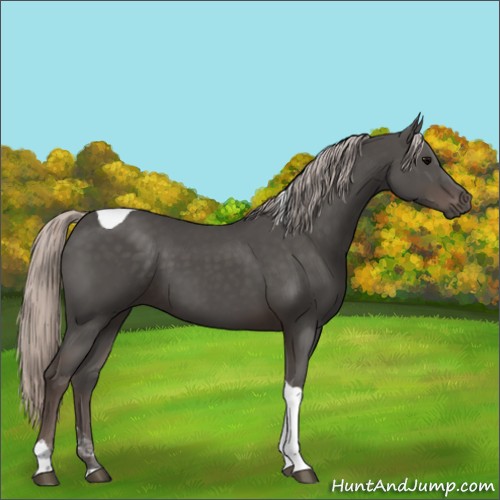 Horse Color:Silver Black Sabino Tobiano