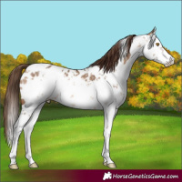 Horse Color:Brown Dun Sabino Appaloosa 