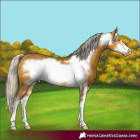 Horse Color:Silver Sable Cream Champagne Sabino Frame 