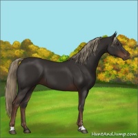 Horse Color:Liver Chestnut Sabino