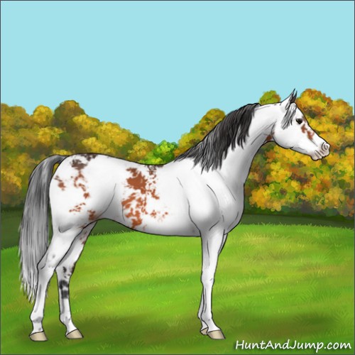 Horse Color:Bay Sabino 