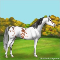Horse Color:Bay Sabino 