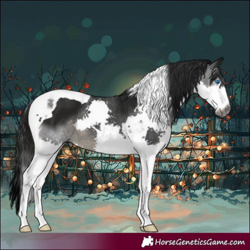 Horse Color:Gray Black Splash Tobiano 