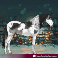 Horse Color:Gray Black Splash Tobiano
