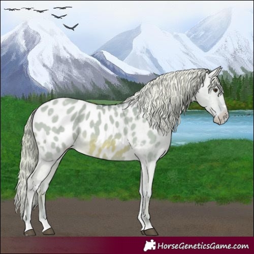 Horse Color:Watercolor Red Dun Appaloosa