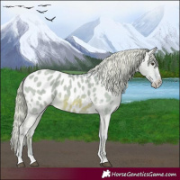 Horse Color:Watercolor Red Dun Appaloosa 