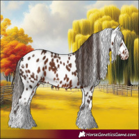 Horse Color:White Spotted Liver Chestnut Appaloosa 