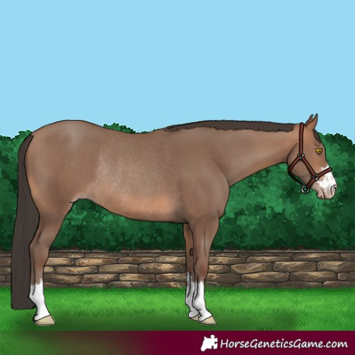 Horse Color:Sable Champagne Rabicano 