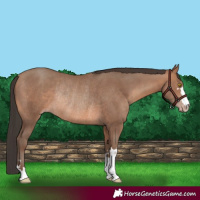Horse Color:Sable Champagne Rabicano
