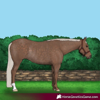Horse Color:Silver Black Rabicano 